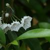 神代植物公園_バラ