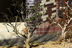 神代植物園_深大寺_012