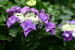 YEG_紫陽花_0010