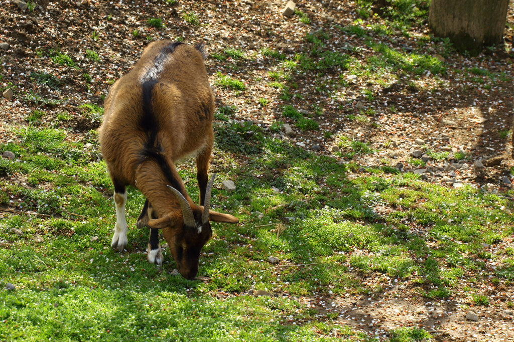 権現堂桜堤（ヤギ）