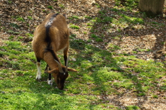 権現堂桜堤（ヤギ）