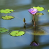 神代植物園_深大寺_035