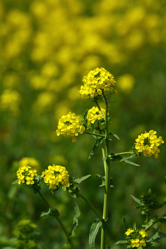 権現堂桜堤（菜の花）