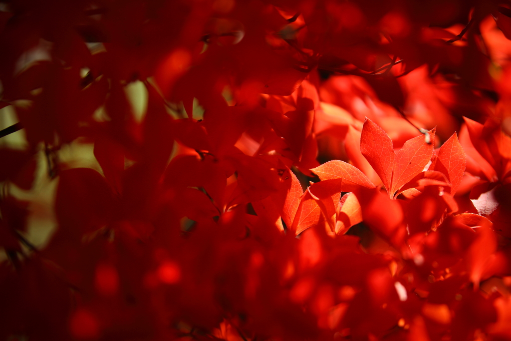 赤い花_001
