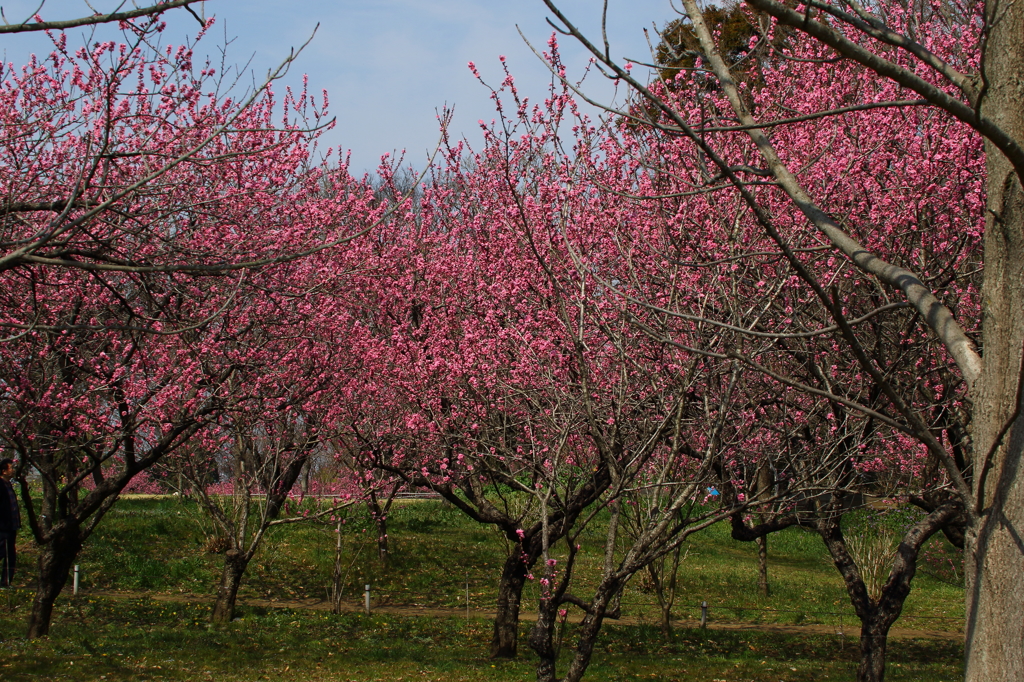 矢口桃（古河　桃祭り）