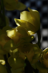 VO0A5312_1