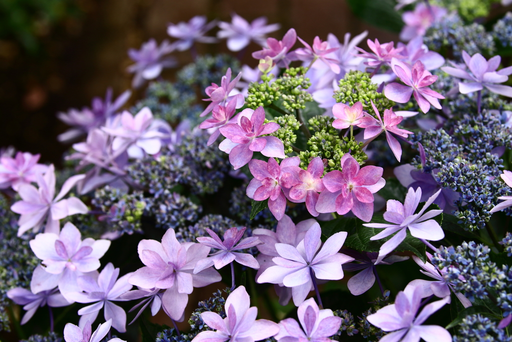 YEG_紫陽花_0005