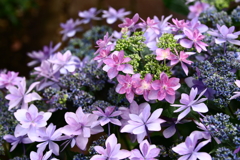 YEG_紫陽花_0005