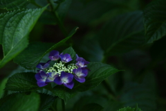 神代植物公園_53