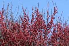 神代植物園_深大寺_017