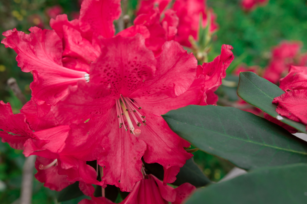 横須賀しょうぶ園-しゃくなげ