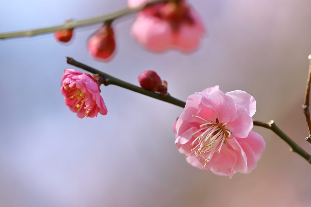 神代植物園_深大寺_020