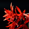 VO0A5434_1