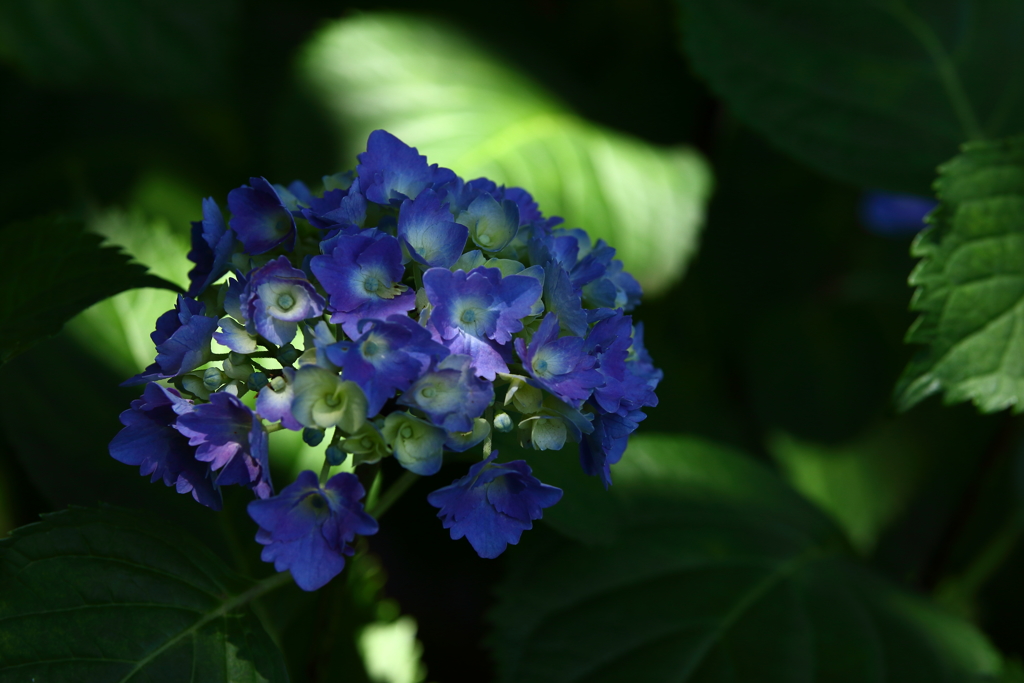 神代植物公園_49