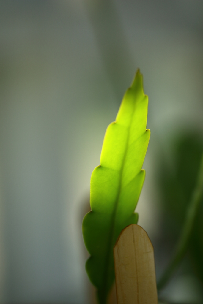 神代植物公園_29