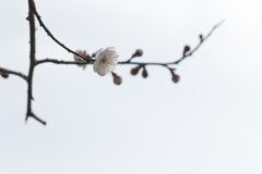 梅の開花_7（府中郷土の森）