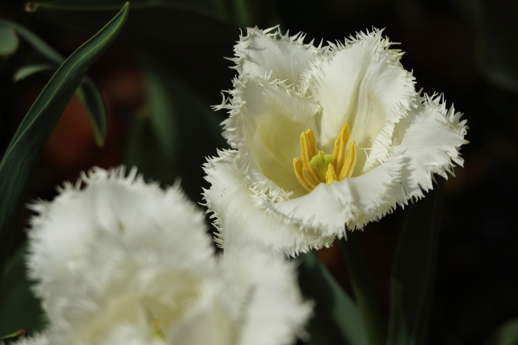 チューリップ_横浜