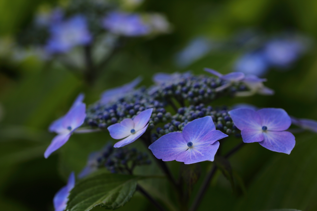 府中郷土の森_005_紫陽花