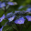 府中郷土の森_005_紫陽花