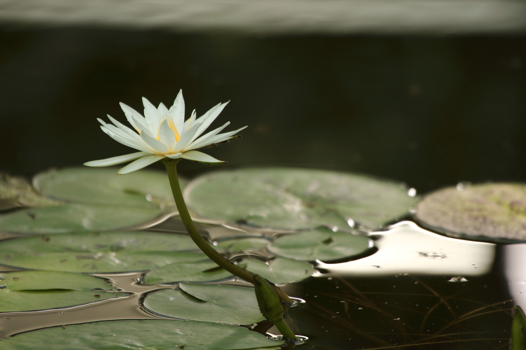 神代植物公園_バラ