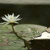 神代植物公園_バラ