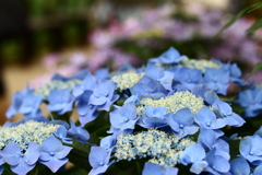 YEG_紫陽花_0001