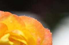 DPP_0038