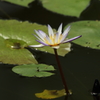 神代植物公園_バラ