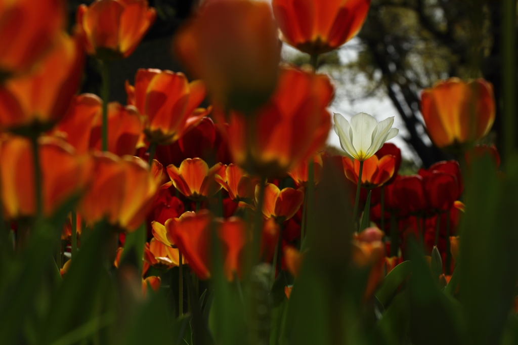 チューリップ_横浜
