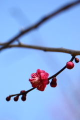 神代植物園_深大寺_003