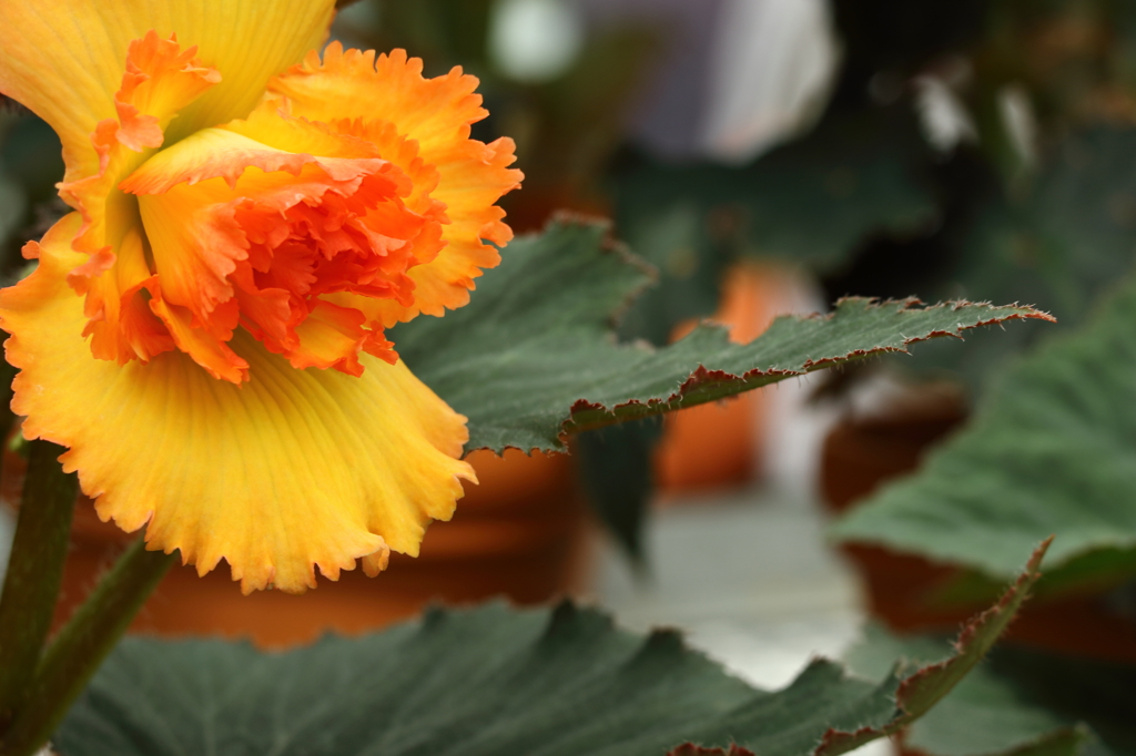 神代植物公園_バラ