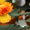 神代植物公園_バラ