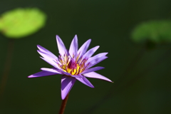 神代植物園_深大寺_033