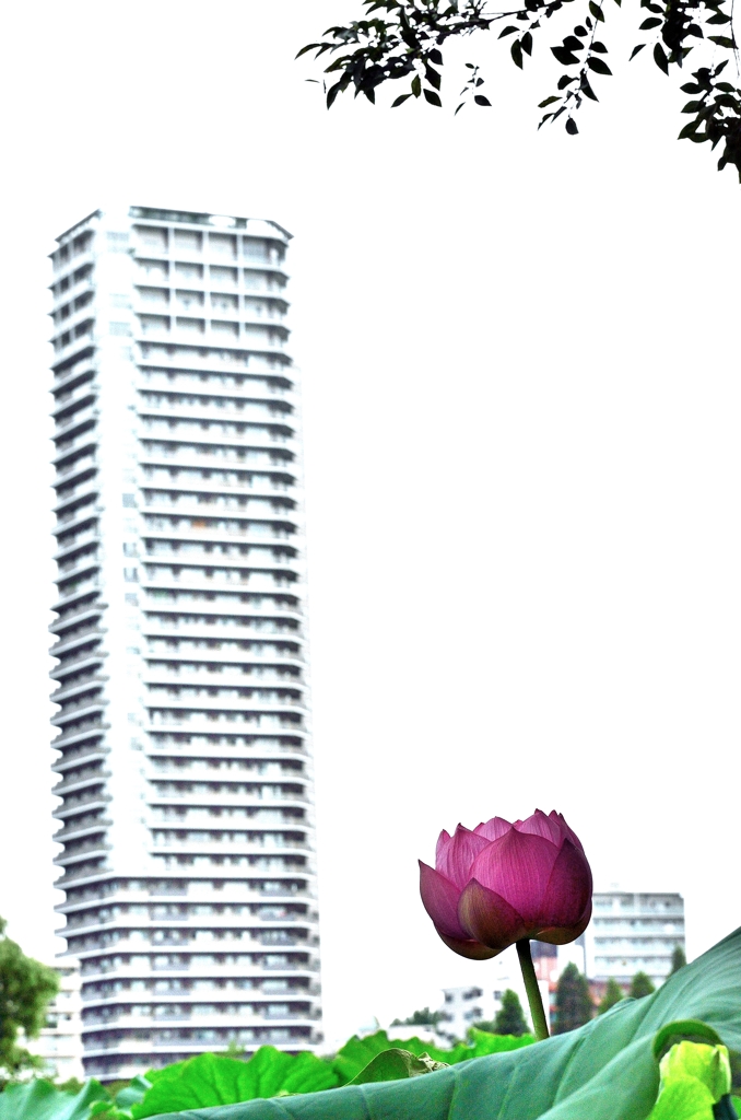 都会に蓮
