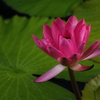 VO0A5525_1