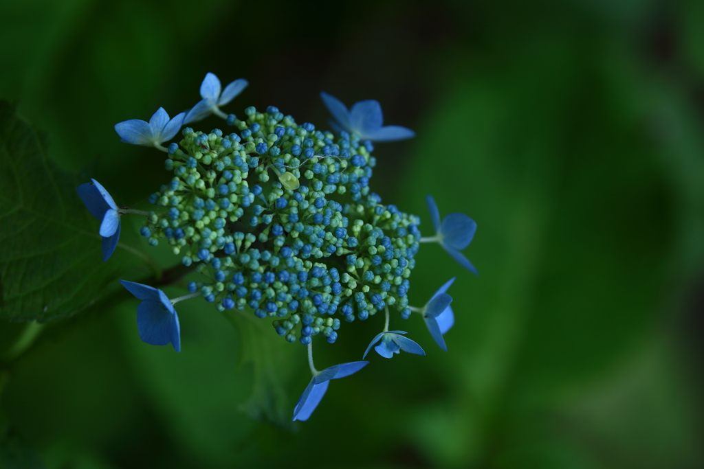 神代植物公園_51