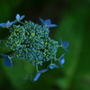 神代植物公園_51