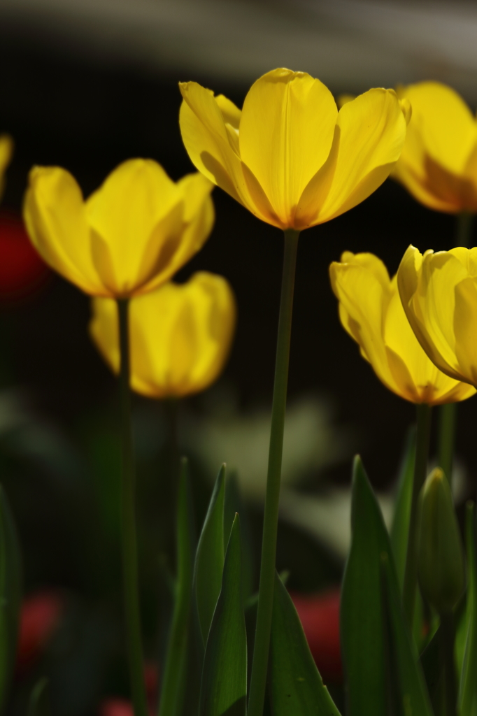 チューリップ_横浜
