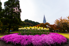 新宿御苑_菊花壇