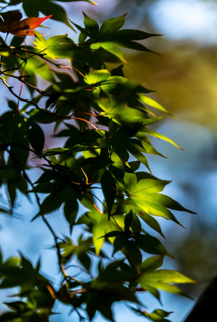 三渓園_紅葉_5
