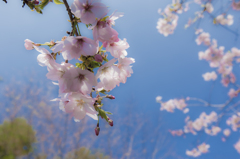 富士桜まつり_御殿場桜_淡