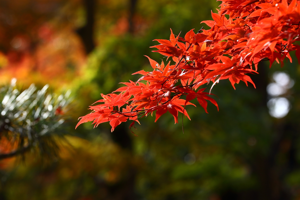 平林寺_紅葉_010