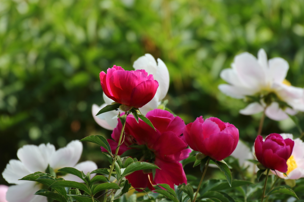 神代植物公園_バラ