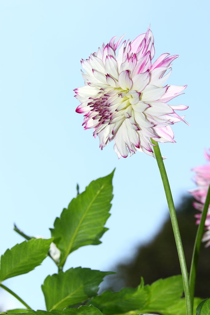 神代植物公園_018