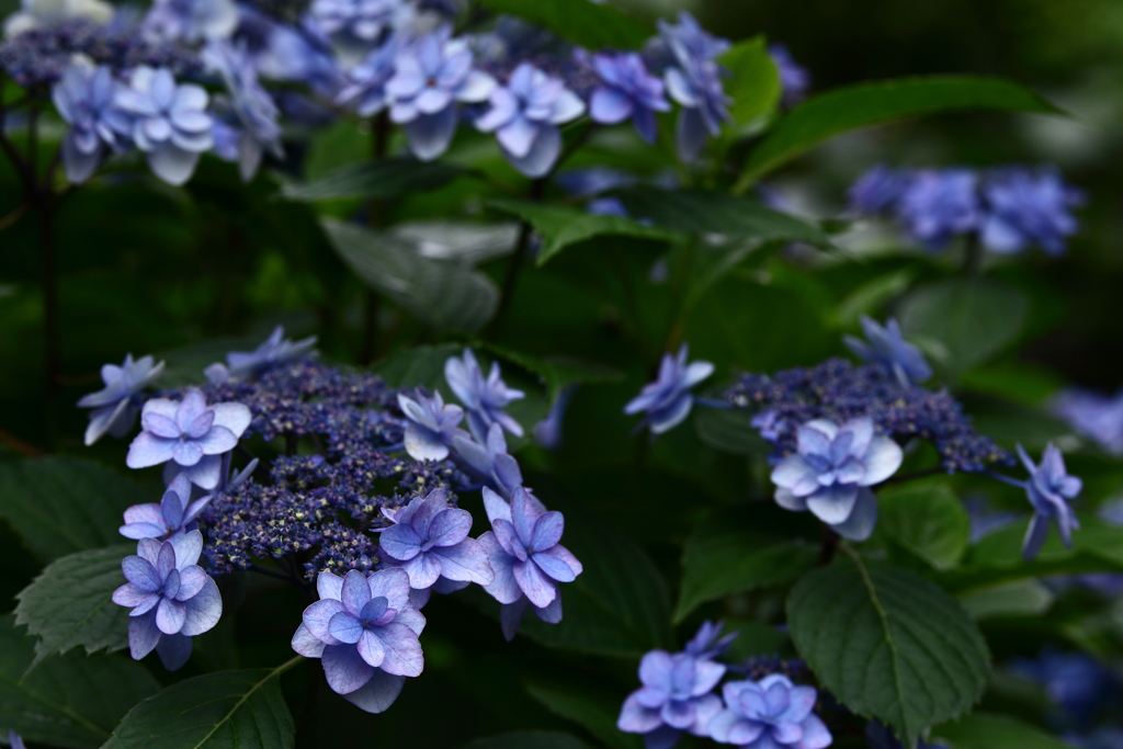 YEG_紫陽花_0025