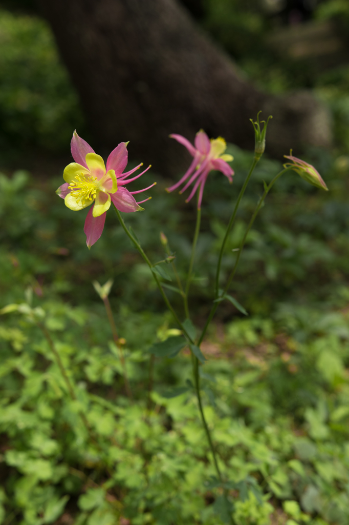 横須賀しょうぶ園-藤-0011