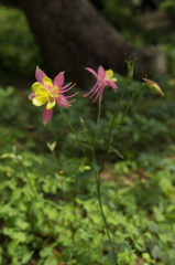 横須賀しょうぶ園-藤-0011