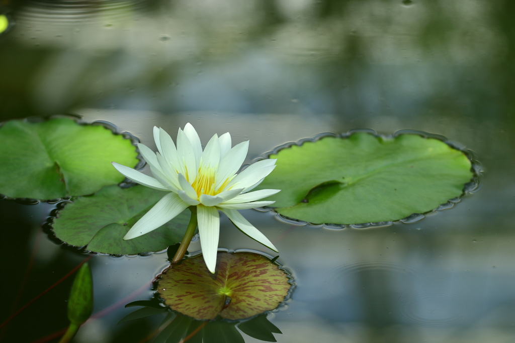 神代植物園_深大寺_027