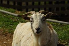 権現堂桜堤（ヤギ）