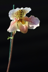 VO0A5368_1